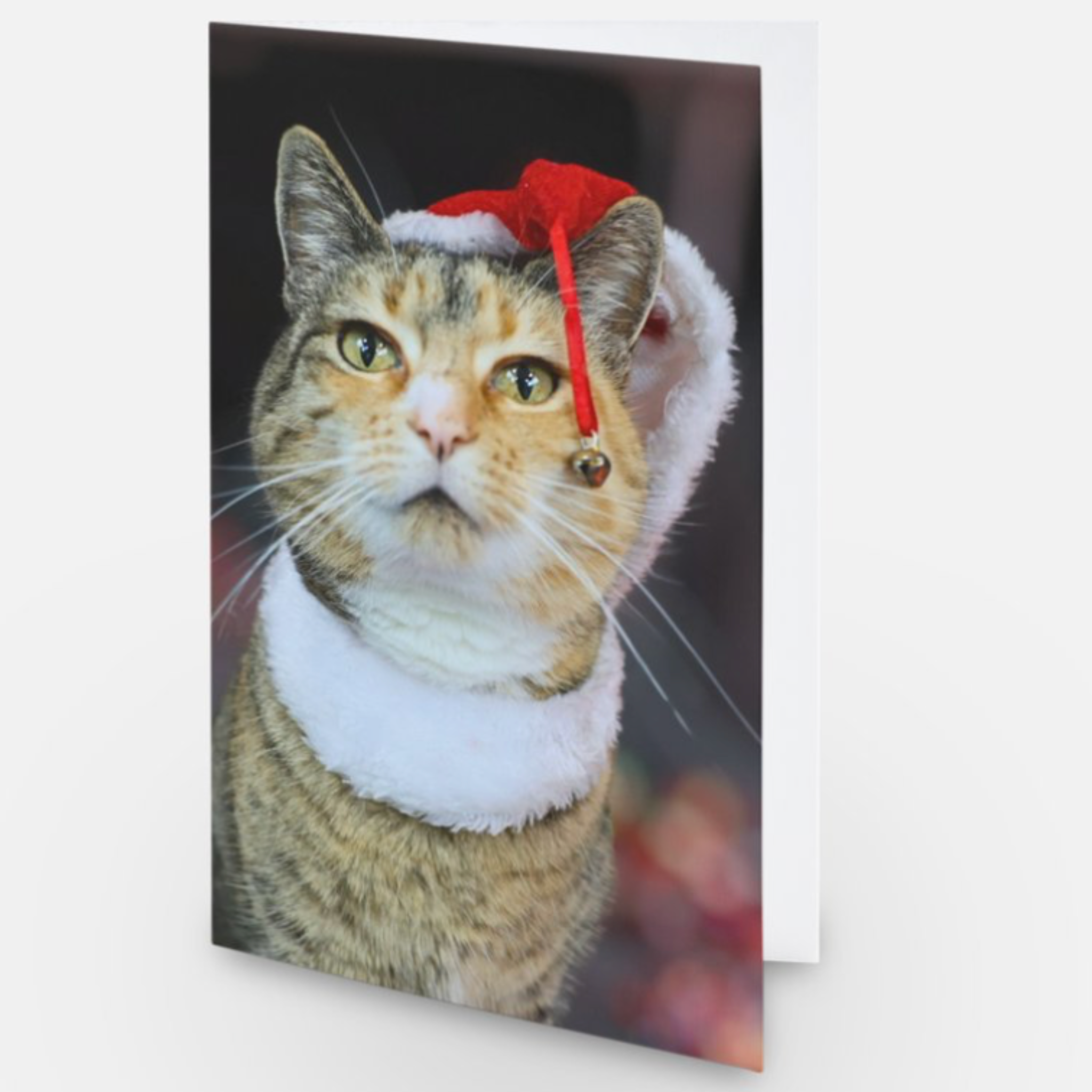 Kelly Christmas card